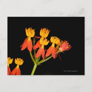Tropical Milkweed (Asclepias curassavica) - Vykort