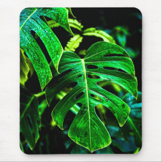 Tropical Monstera Glow – Jungle Leaf Photography Musmatta