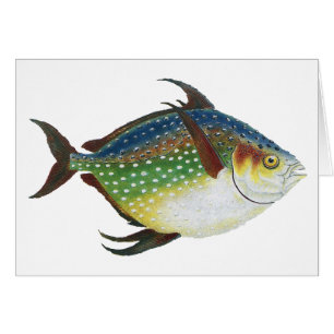 Tropical opah Fish, Vintage Marine Aquatic Animal Hälsningskort