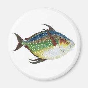 Tropical opah Fish, Vintage Marine Aquatic Animal Magnet