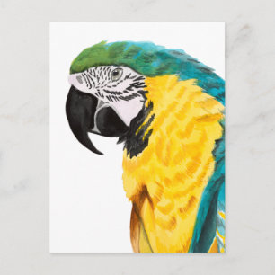 Tropical Parrot Bird Vykort