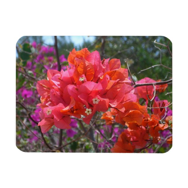 Tropical Pink Bougainvillea Island Floral Magnet (Horisontell)