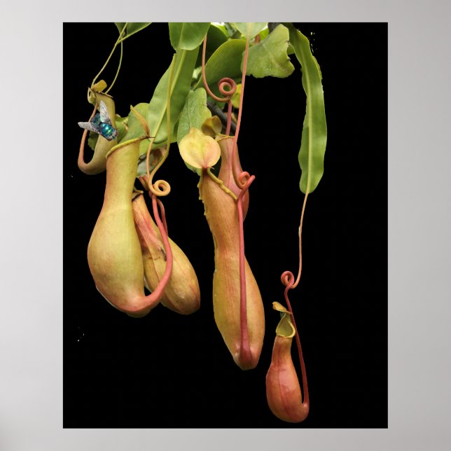 Tropical Pitcher Plant och Blueflaska Poster (Framsidan)