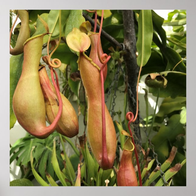 Tropical Pitcher Plant Poster (Framsidan)
