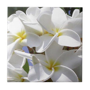 Tropical Plumeria Flowers Kakelplatta