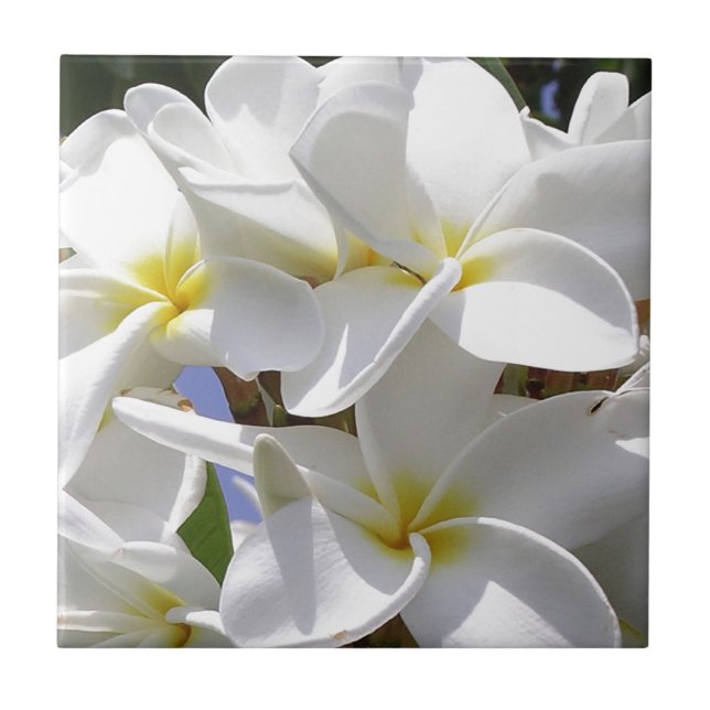 Tropical Plumeria Flowers Kakelplatta (Framsidan)