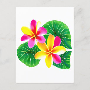 Tropical Plumeria Flowers Vykort