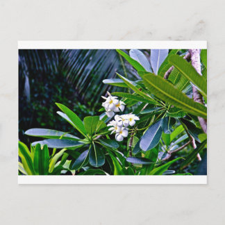 Tropical Plumeria Flowers Vykort