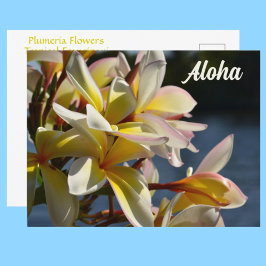 Tropical Plumeria Frangipani Flowers Blommigt Aloh Vykort