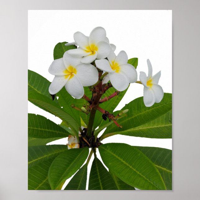 Tropical Plumeria Photo Poster (Framsidan)