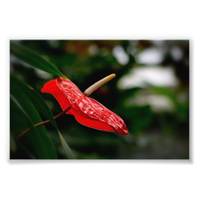 Tropical Red Anthurium Laceleaf Tailblomma Fototryck (Framsidan)