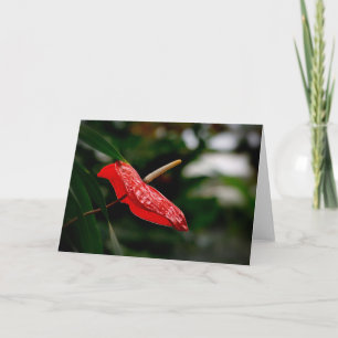 Tropical Red Anthurium valfri Tillfälle Blank Häls Kort