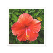 Tropical Red Hibiscus Bonita Vår Florida