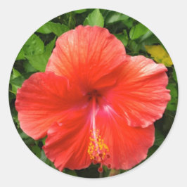 Tropical Red Hibiscus Bonita Vår Florida Runt Klistermärke