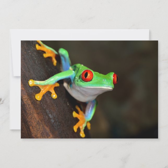 Tropical Red Öga Frog - Agalychnis Callidryas (Framsida)