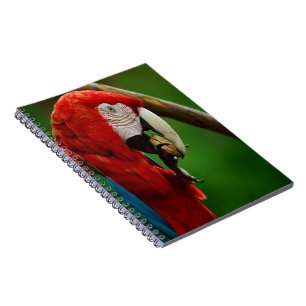 Tropical Red Parrot Anteckningsbok