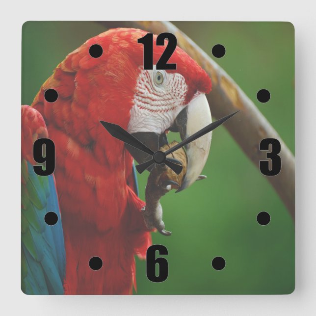 Tropical Red Parrot Fyrkantig Klocka (Framsida)