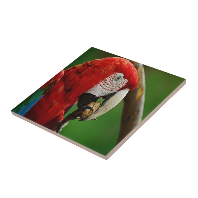 Tropical Red Parrot Kakelplatta (Sidan)