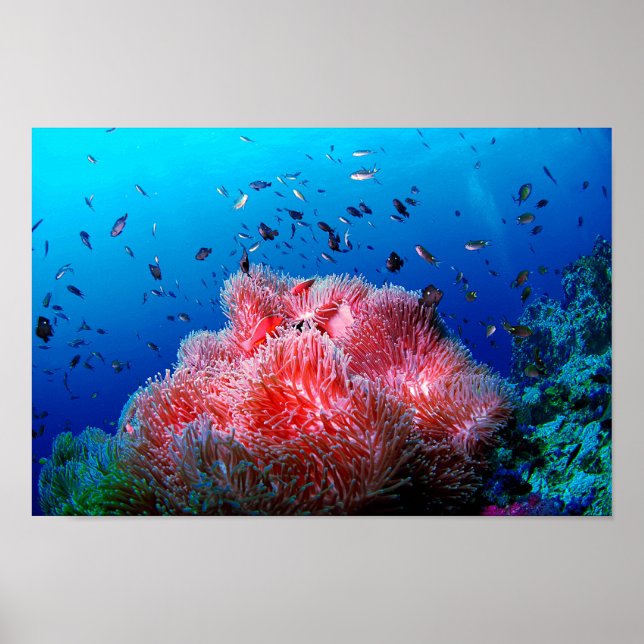 Tropical Sea Life Rosa Glowing Anemone Coral Poster (Framsidan)