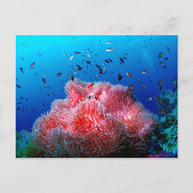 Tropical Sea Life Rosa Glowing Anemone Coral Vykort (Framsida)