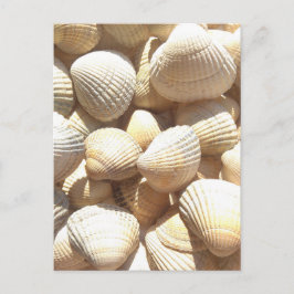 Tropical Sunny Exotic Snäckors Vykort