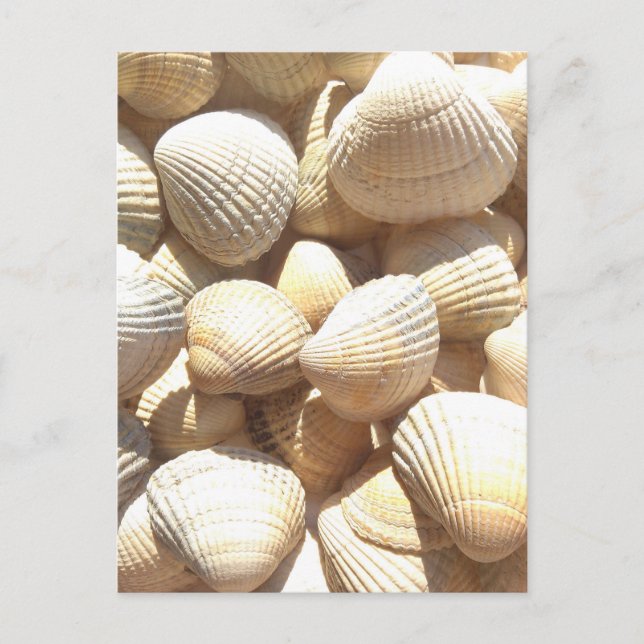 Tropical Sunny Exotic Snäckors Vykort (Framsida)