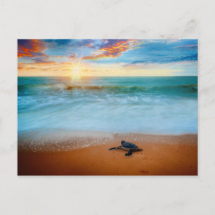 Tropical Sunset Sea Turtle Sandy Beach Vykort