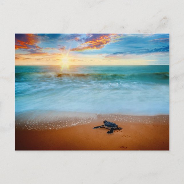 Tropical Sunset Sea Turtle Sandy Beach Vykort (Framsida)