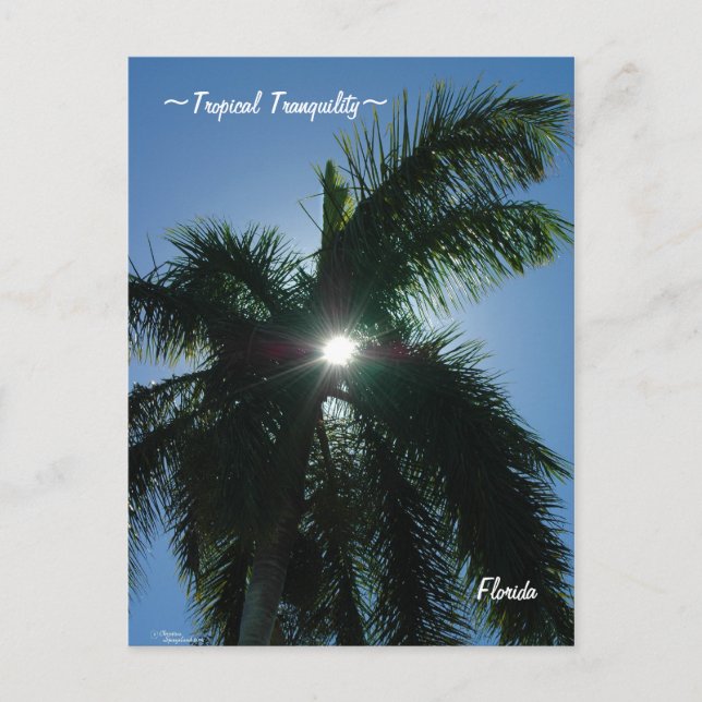 Tropical Tranquilitet Florida Postcard Vykort (Framsida)