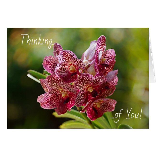 Tropical Vanda Orchid Cluster Card Hälsningskort (Framsidan Horizontal)