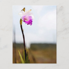 Tropical Vild Orchid Print Hawaii Vykort