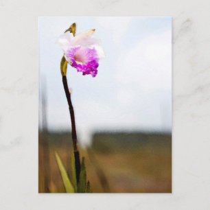 Tropical Vild Orchid Print Hawaii Vykort