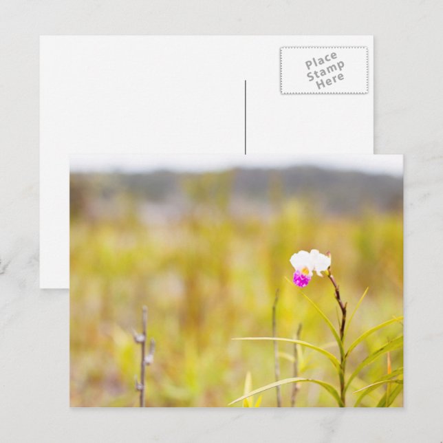 Tropical Vild Orchid Print, Hawaii Vykort (Fram/baksida)