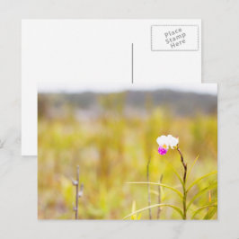 Tropical Vild Orchid Print, Hawaii Vykort