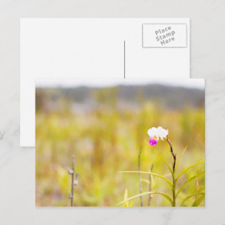 Tropical Vild Orchid Print, Hawaii Vykort