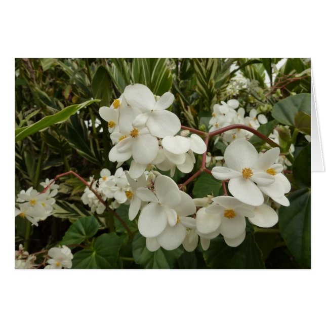 Tropical White Begonia Blommigt Hälsningskort (Framsidan Horizontal)