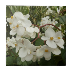 Tropical White Begonia Blommigt Kakelplatta
