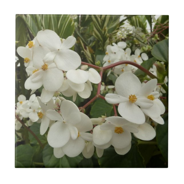 Tropical White Begonia Blommigt Kakelplatta (Framsidan)