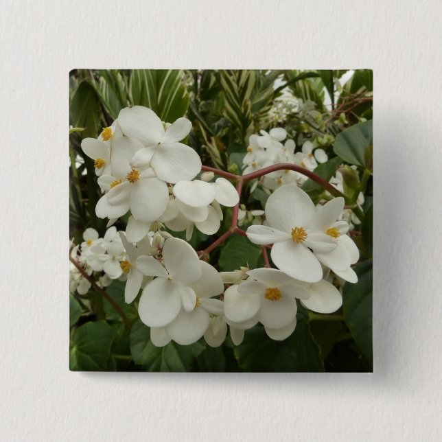 Tropical White Begonia Blommigt Knapp (Framsida)