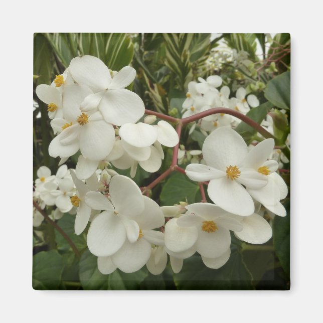 Tropical White Begonia Blommigt Magnet (Framsidan)
