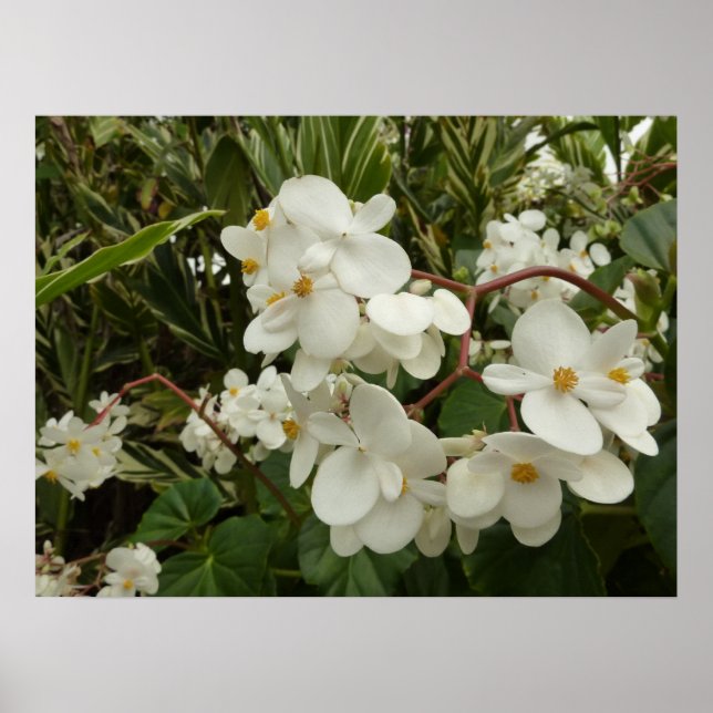 Tropical White Begonia Blommigt Poster (Framsidan)