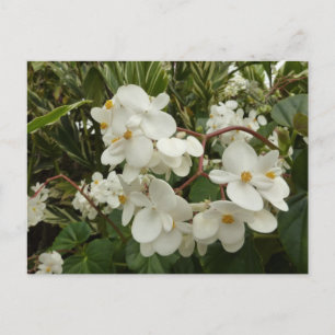 Tropical White Begonia Blommigt Vykort