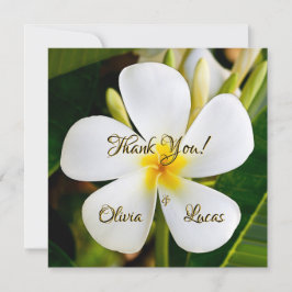 Tropical White Plumeria - New Beginnings - Bröllop
