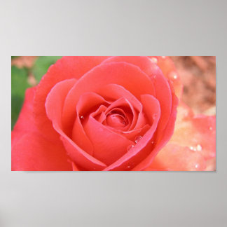 Tropicana_ro-1920x1080 TROPICANA RO ROSA BEAUT Poster