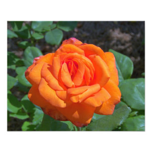 Tropicana rosa foto