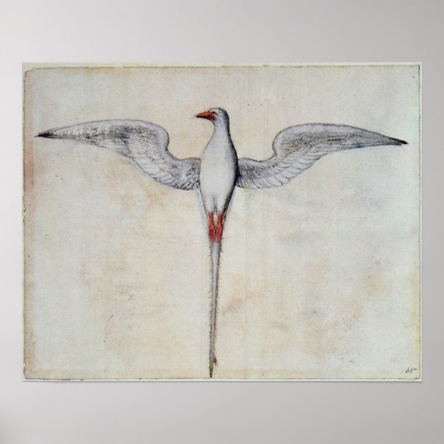 Tropik Bird Poster (Framsidan)