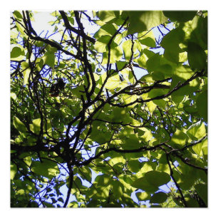Tropik catalpa träd vild natur fototryck