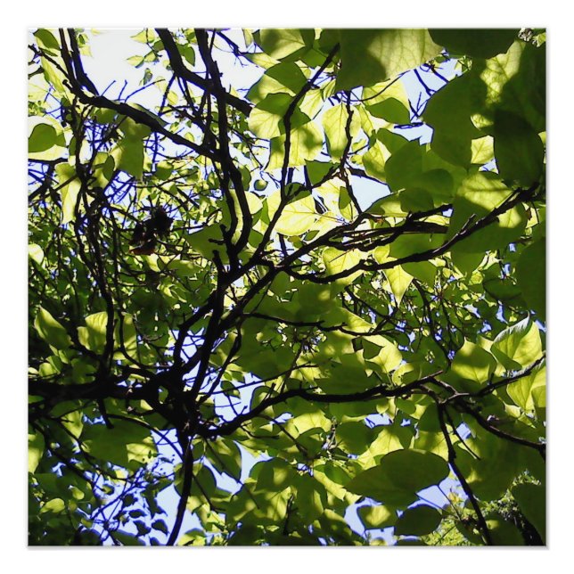 Tropik catalpa träd vild natur fototryck (Framsidan)