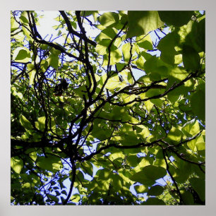 Tropik catalpa träd vild natur poster