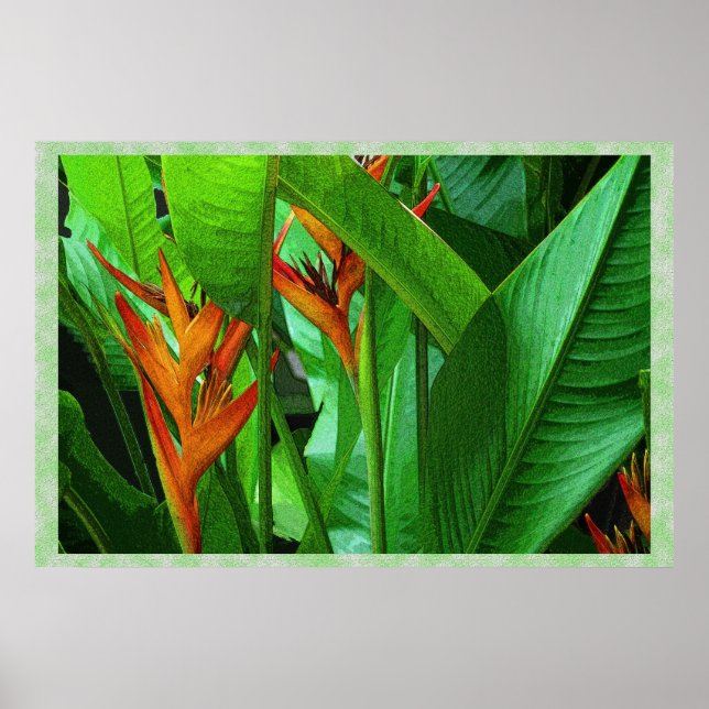 Tropik Fåglar 36 x 24 Poster (Framsidan)